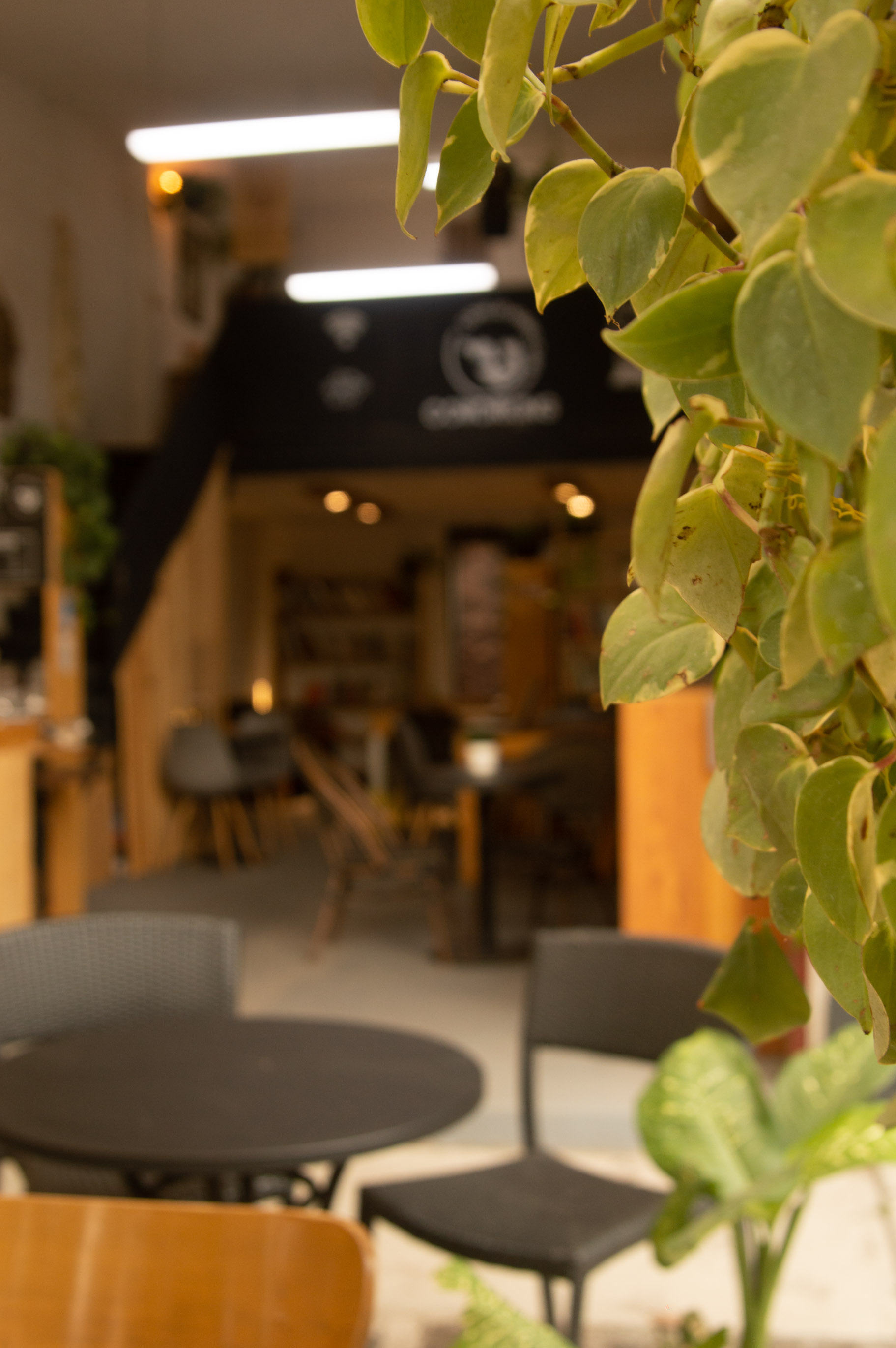 Plantas en primer plano con el espacio de coworking al fondo
